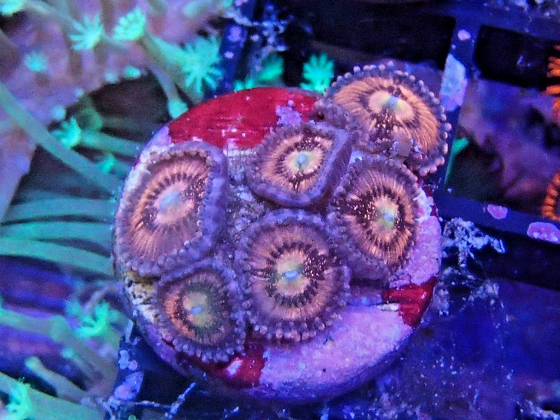 WYSIWYG sakura sunrise zoanthid