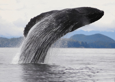 Lentikular - Wackelkarte: springender Buckelwal - jumping Humpback Whale, Alaska