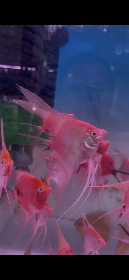 One Red Devil Angelfish TANK BRED!AA ¡Aleta mediana! Cuerpo talla cuarto+ Foto 3 de 4