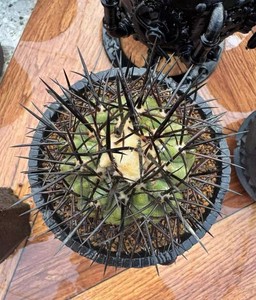Copiapoa | eBay