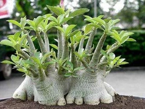 Adenium Arabicum 'Yemen', 10 seeds - Image 4 of 4