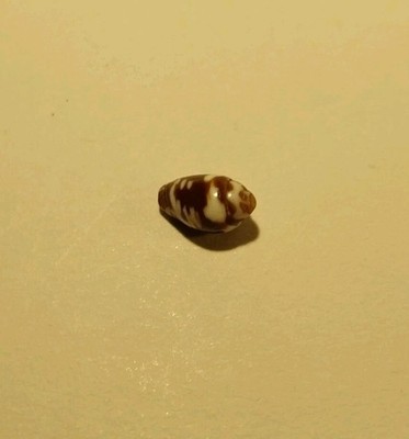 Hand Picked Hawaiian Sea Shell- Vermiculate Cone Shell