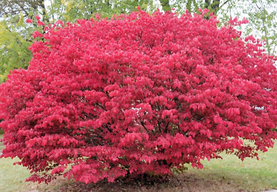 25 seeds Burning Bush, Euonymus alatus Fall Color Bright Seed Pods ...