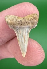 0.89” LESSER WHITE Mako Hastalis Fossil Shark Tooth from CA