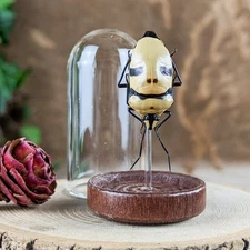 Man Faced Death Head Beetle glass dome display taxidermy curiosities oddity gift