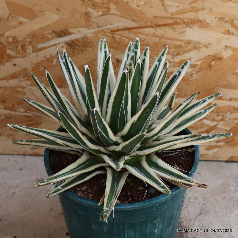 D2035 AGAVE REGINAE VICTORIAE WHITE RHINO pot23-H20-W32 cm MaMa