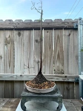 AWESOME! Fantastic Bald Cypress Pre-Bonsai, 15 Years, GREAT TRUNK