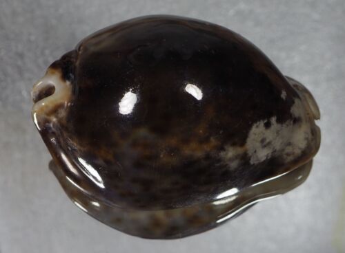 CYPRAEA STERCORARIA BLACK GLOSSY TOP SHELL - Picture 2 of 3