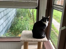 Buy a cat photo w USPS tracking!to help cats at shelter in KY! WE NEED YOUR HELP