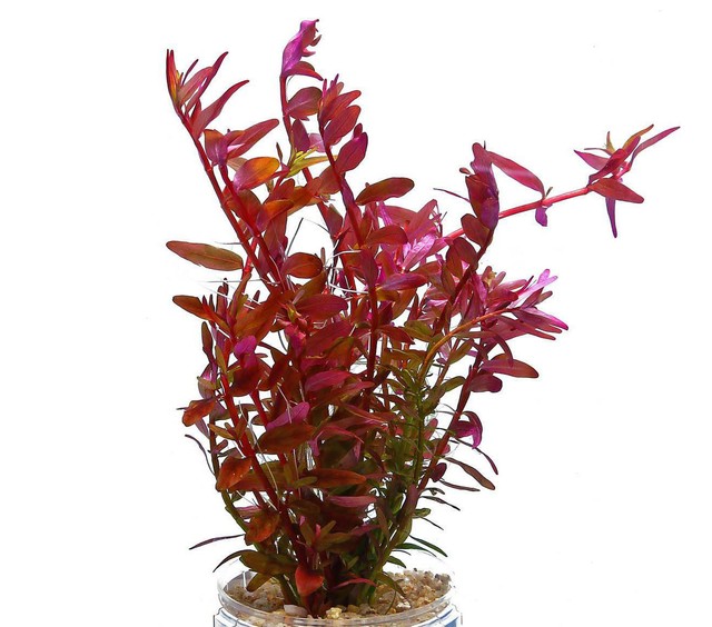 aquatic plants under water