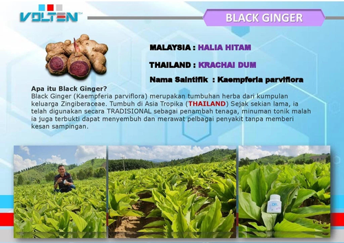 VCAFE Brazilian Arabica Coffee Black Ginger Extract Antioxidant- 20 Sachets/Box - Picture 12 of 16