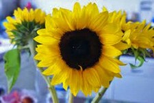 Sunflower, Mammoth Grey Stripe 500 Seeds Newly Harvested, 8-12 Foot Tall
