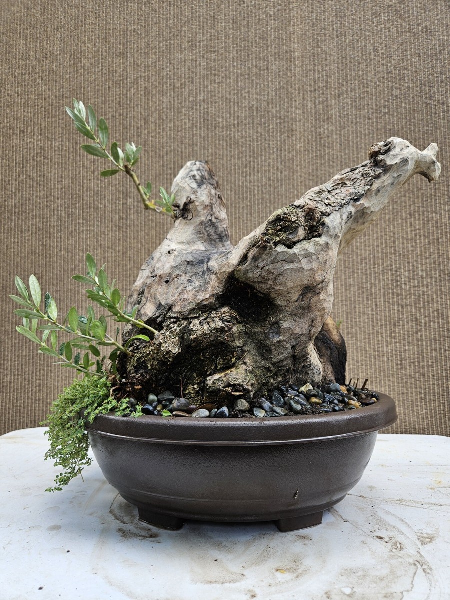 オリーブ盆栽Olive Bonsai オリーブ盆栽「BON」① / olive bonsai 