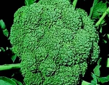 300+ Broccoli Seeds, Waltham 29 Heirloom, Non-GMO, Organic,, Free Shipping #44