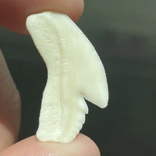 TIGER SHARK TOOTH 3/4” MODERN DAY TOOTH NOT FOSSIL