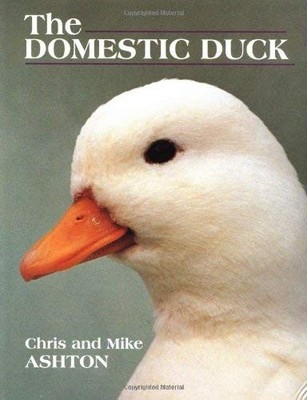 The Domestic Duck