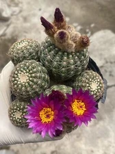 Multi-Head Succulent Notocactus uebelmannianus cactus Cacti Succulent plant 8-9C