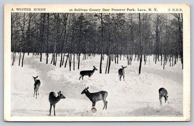 Vintage Postcard Sullivan County Deer Preserve Park Lava NY Winter Scene E.H.B.