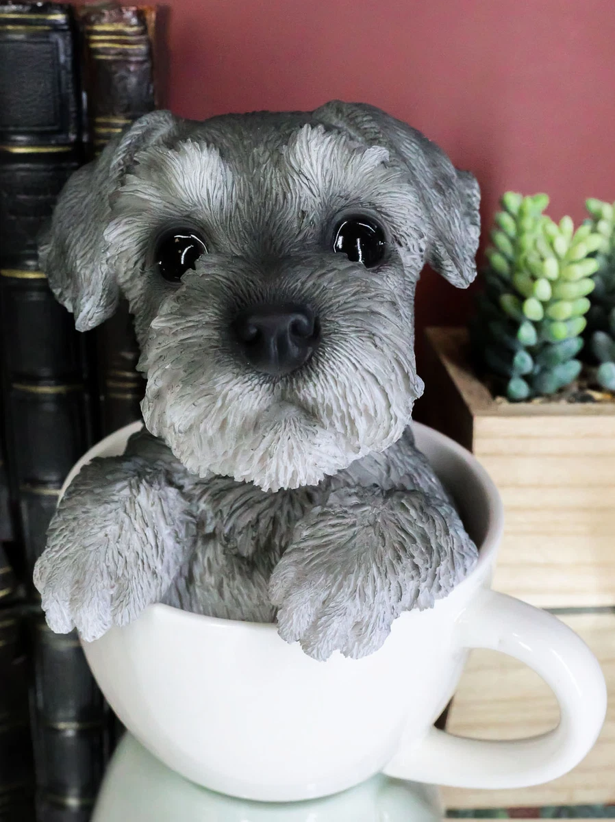 Teacup schnauzer on sale puppy