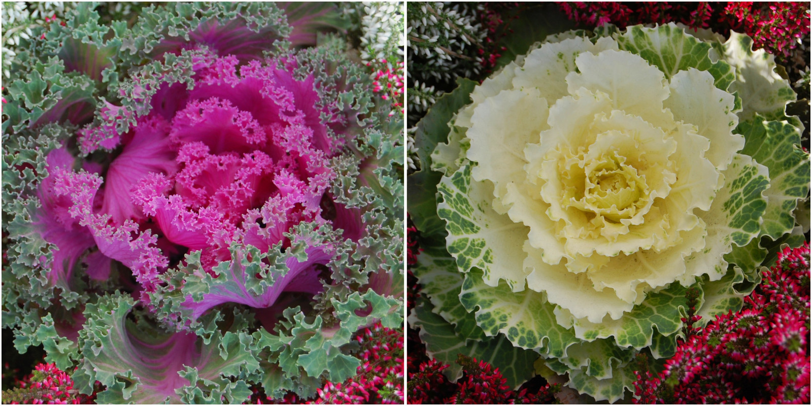 Bunter ZierkohlMix Zierpflanze Ziergemüse Grün Rot Weiße Mischung 100