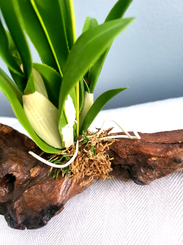 Orchidee falena legno alla deriva fatte a mano fiore bianco rosa verde ornamento 9" x 8" - Foto 7 di 18