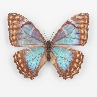 Morpho Aurora Transposita   Peru - Female - Nymphalidae Entomology