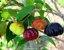 Árbol Frutal Pitanga - Eugenia uniflora, Cereza Surinam Grande, 5 esquejes fáciles