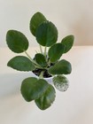 Cajun’s Pandemic Blues, African Violet Plant, Variegated Standard !! — photo 4