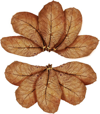 Catappa Indian Almond Leaves, 7-8 Inches,10 Catappa Leaves for Betta Fish, Aquar