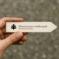 Aframomum mildbraedii | 10 SEEDS - Wild cardamom | Bush