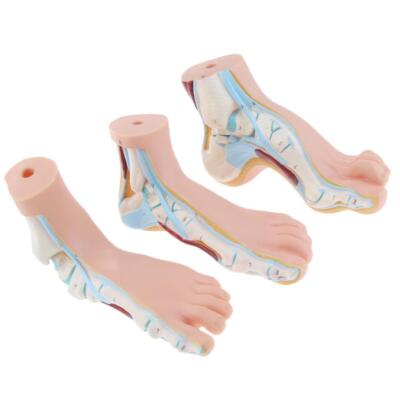 3-teiliges Set 1: 1 Lifesize Human Normal Flat Arch Anatomical Model
