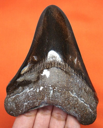 STUNNING MEGALODON SHARK TOOTH - REAL FOSSIL SHARK TEETH 4.41" NO RESTORATIONS 