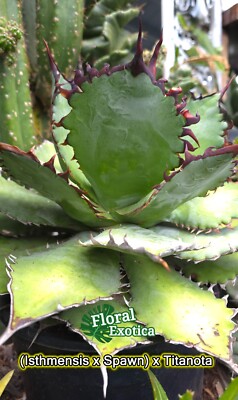 Agave Hybrid (IsthmesisxSpawn) x Titanota - Starter Pup | eBay