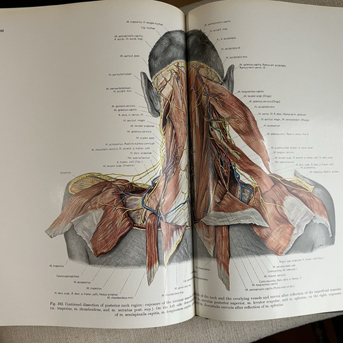 ATLAS OF TOPOGRAPHICAL & APPLIED HUMAN ANATOMY Vol 1 -1963 Hardcover -E.Pernkopf - Picture 19 of 22
