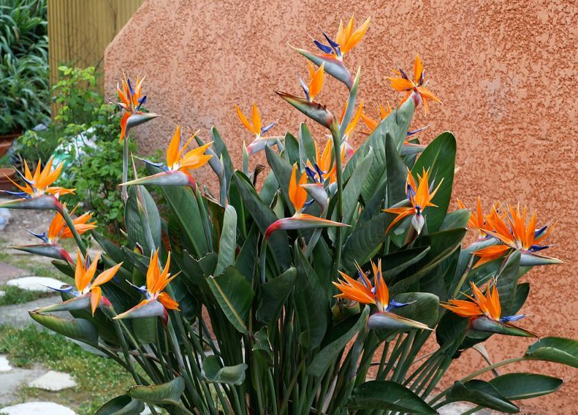 Rare color - Bird of Paradise, flowering exotic Strelitzia