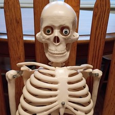 32inch Plastic Medical Skeleton Anatomy Model No stand
