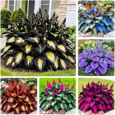 170 Mix Hosta Seeds for Planting - Perennial Shade Garden Plant Seeds