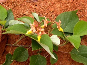 Gmelina Arborea Tree 5 10 Seeds Medicinal Gambhari Gamhar Snapdragon White Teak Ebay