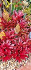Bromeliad neoregelia Gazpacho live plant exotic tropical exotic