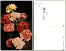 Carnations Postcard
