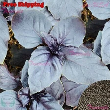 Red Rubin Basil SEEDS, Reddish Purple Leaved Basil | NON-GMO | Vegetable SEEDS