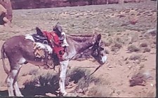 Burro, Harvard University Tozier Collection, Magic Lantern Glass Slide