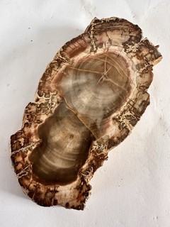 Bois Fossilisé 150g Minéraux 10 Cm