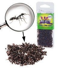 Edible Black Ants