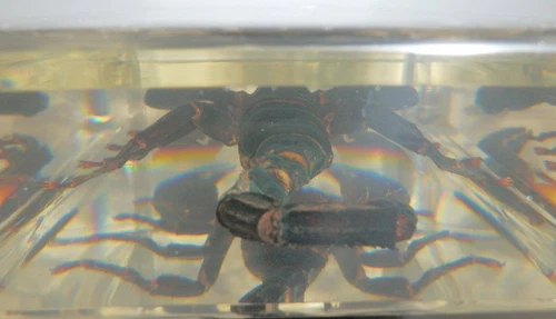 4.7" Black Scorpion Asian Forest Scorpion Clear Block Education Insect Specimen - Picture 9 of 10