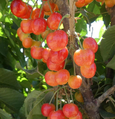 Rainier Cherry Tree - 3Gal Pot - 3-4Ft Tall - Prunus avium - Sweet Fruit Tree
