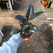 Ficus Elastica 'Burgundy' Rubber Plant - 4" Pot