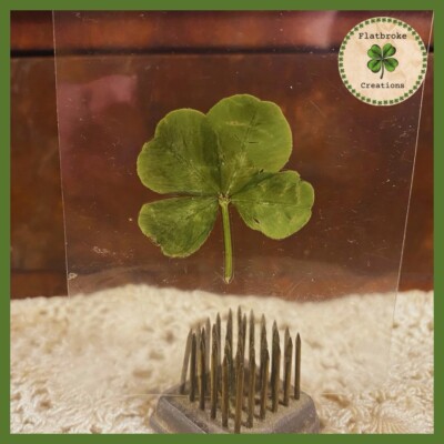  Real Laminated Four Leaf Clover  Shamrock