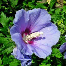 Althea Rose of Sharon Purple Tree – Live Plant in Quart Pot –No Ship to PR, HI