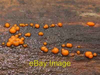 Foto 6x4 Gemeiner Jellyspot Pilz (Dacrymyces stillatus) Balloch\/NS3982 um 2008